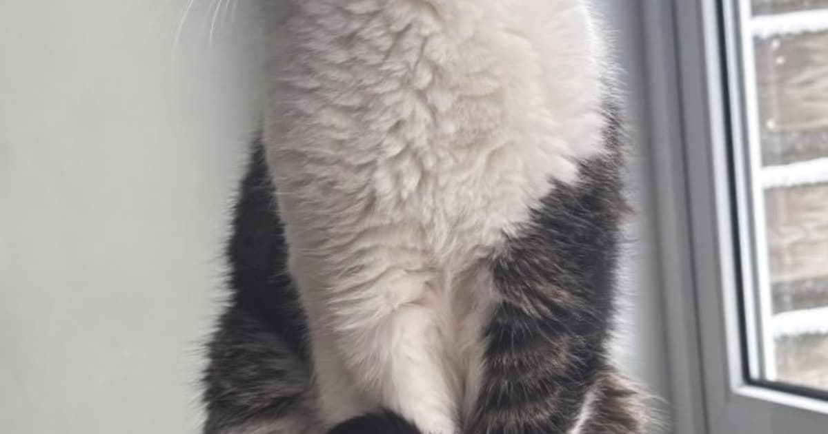 Heb jij Jimmy gezien? Dit huisdier wordt in Zundert vermist