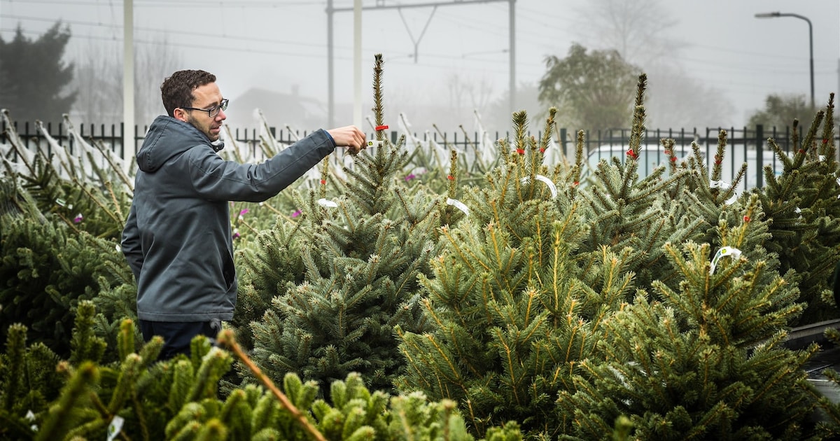 Klaar met de kerstboom? Dit is het ophaalschema in Middelburg