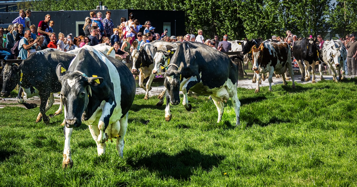Koeiendans bij Kampeerboerderij de Boskeelen in Ossendrecht