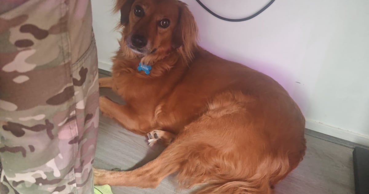 Heb jij Binkie of Toffee gezien? Deze twee huisdieren worden in Tholen vermist