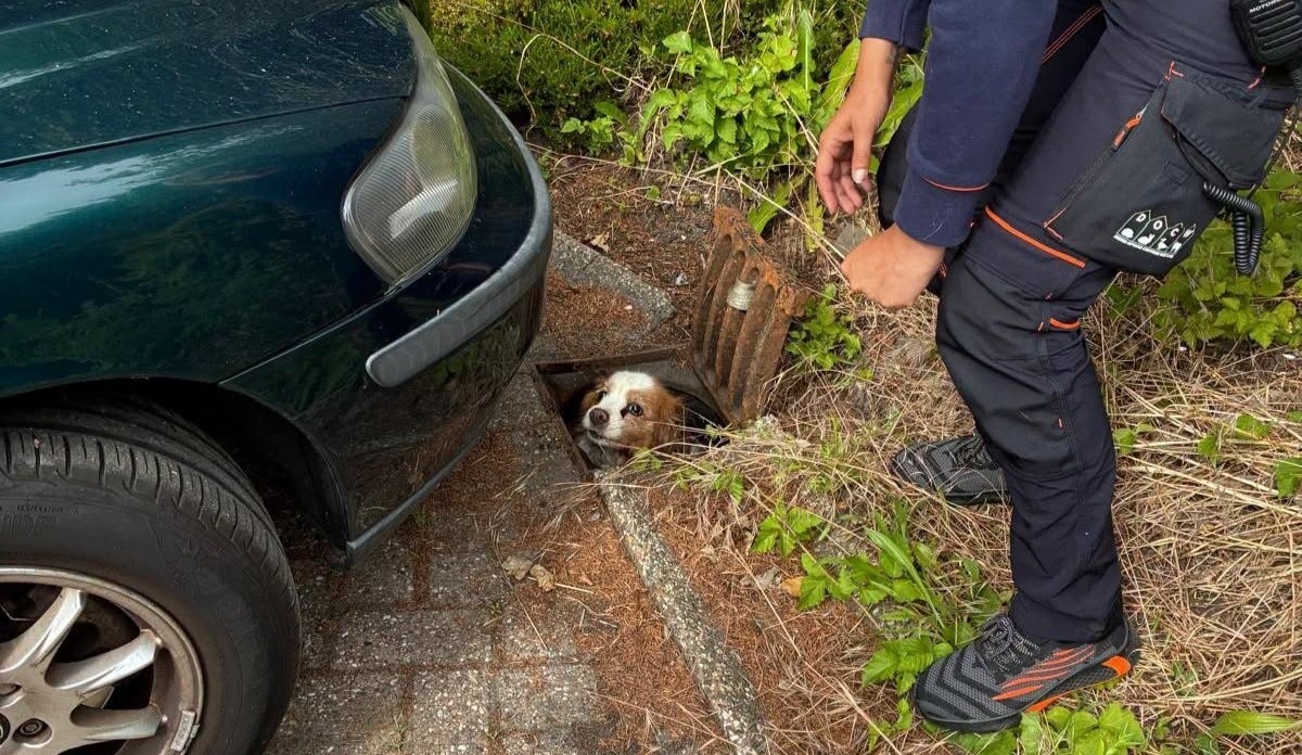 de-hond-werd-in-de-put-gevonden