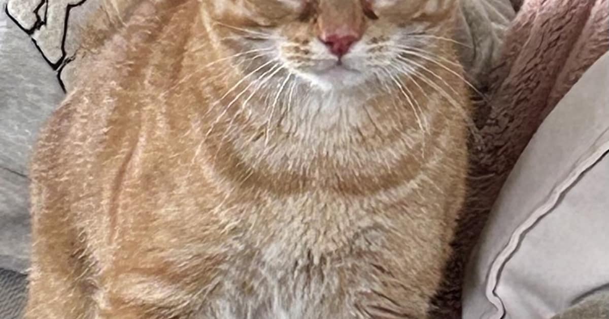 Heb jij Philemon, Philomon of Frits gezien? Deze drie huisdieren worden in Moerdijk vermist