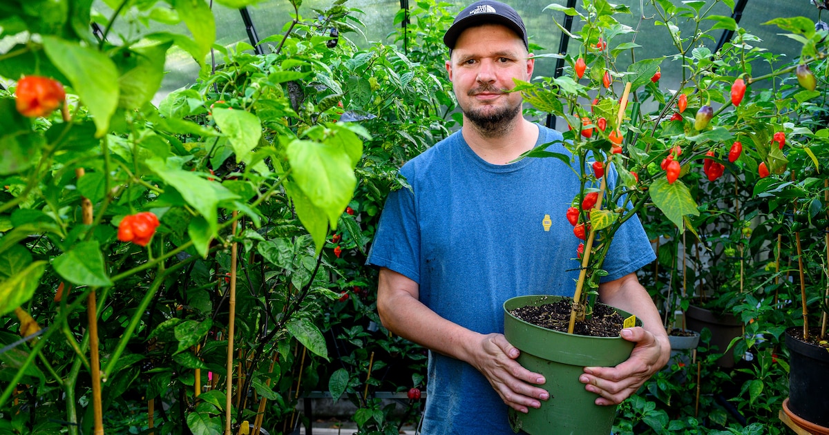 Deze Bredanaar kweekt 245 soorten peperplanten in zijn tuin: ‘Tot vorig jaar had ik nog nooit een pl