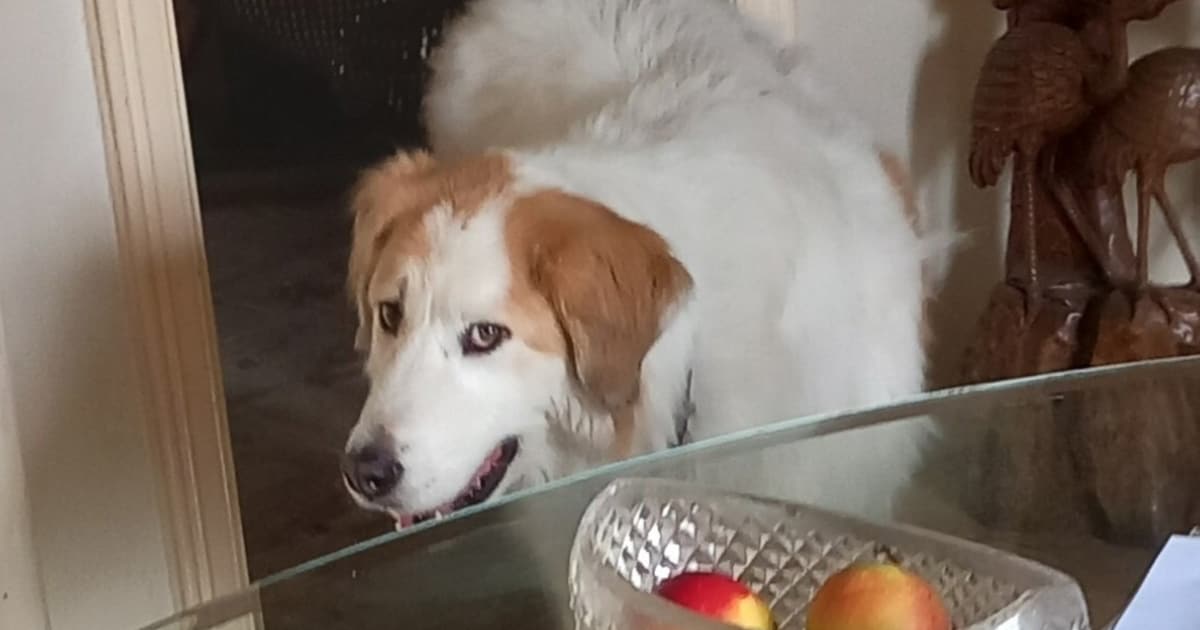 Heb jij Mattie gezien? Deze twee huisdieren worden in Baarle-Nassau vermist