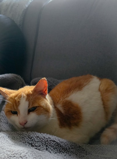 Heb jij Bobbie of Tijger gezien? Deze twee huisdieren worden in Tholen vermist
