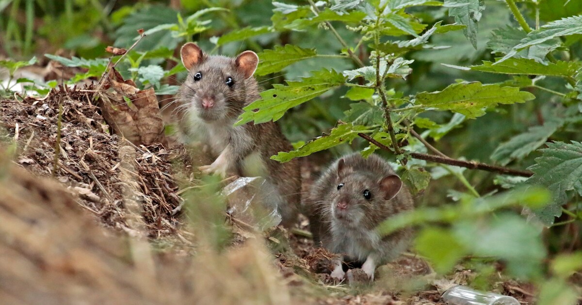 Eerste proef met afschieten van ratten in Roosendaal lijkt schot in de ...