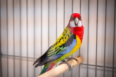 Regionale vogelshow in Wagenberg