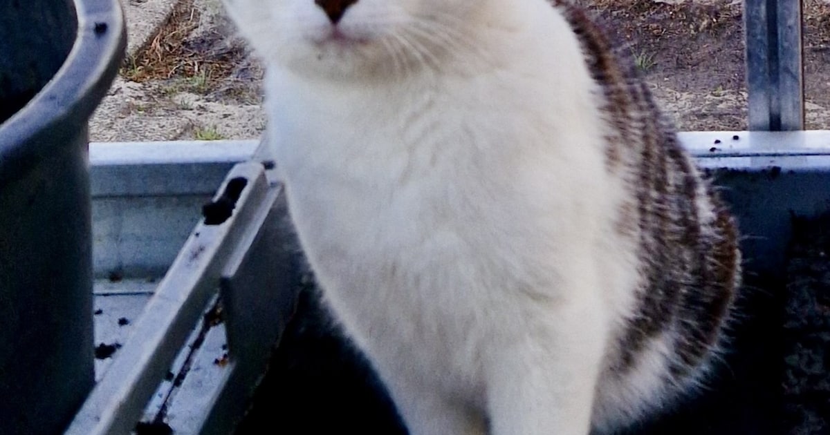 Heb jij Chiva of Miep gezien? Deze twee huisdieren worden in Zundert vermist