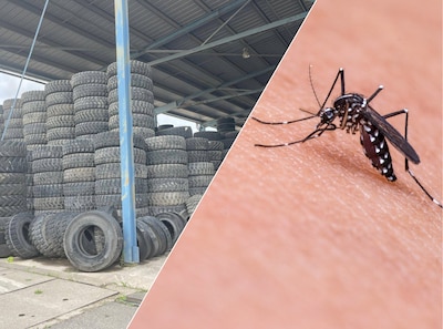 Waarom de Aziatische tijgermug steeds vaker opduikt in West-Brabant