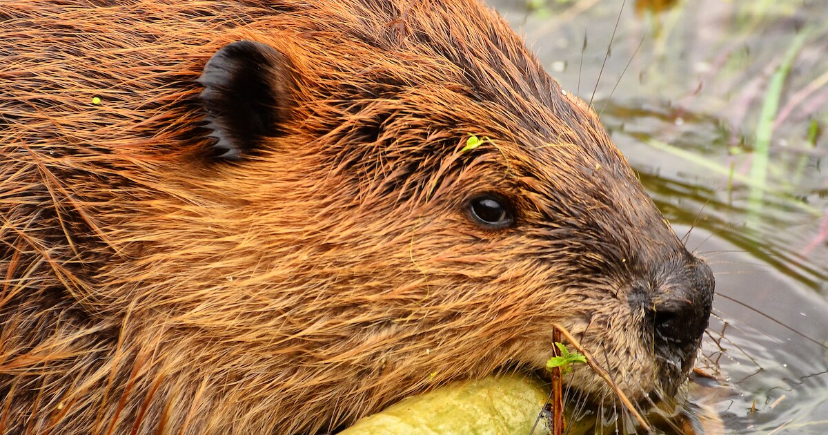 Spot bevers in de Biesbosch tijdens unieke vaartocht | Regio | BN DeStem.nl
