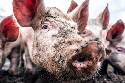 Bijna dertig jaar geleden telde Hoeksche Waard nog 1920 varkens, nu bijna geen meer