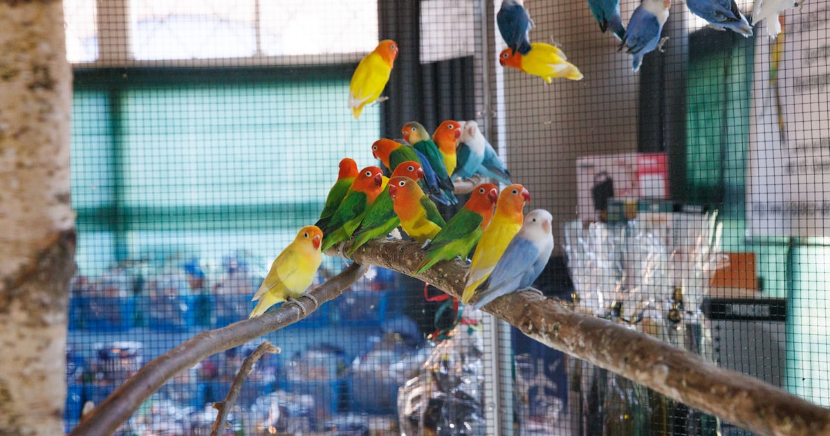 Vogelvereniging Zanglust vindt nieuw onderkomen in Zevenbergen