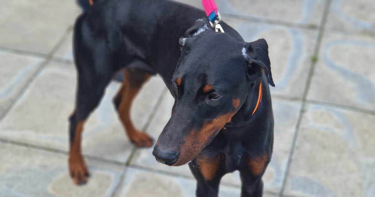Dobermann met ketting aan boom vastgemaakt en achtergelaten in Liessel