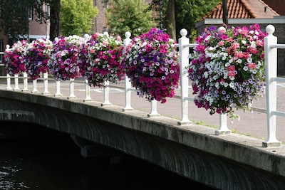 Breda vervangt negen voetgangers- en fietsbruggen in Haagse Beemden