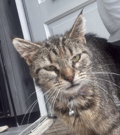 Heb jij Bram, Nikki of Mila gezien? Deze zeven huisdieren worden in Oosterhout vermist
