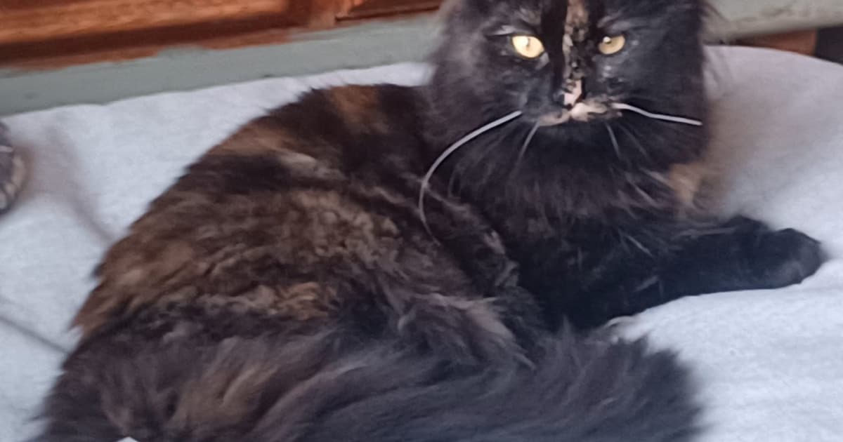 Heb jij Evy, Milo of Frits gezien? Deze vier huisdieren worden in Moerdijk vermist