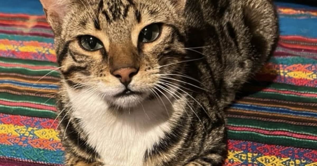 Heb jij Koos gezien? Dit huisdier wordt in Woensdrecht vermist