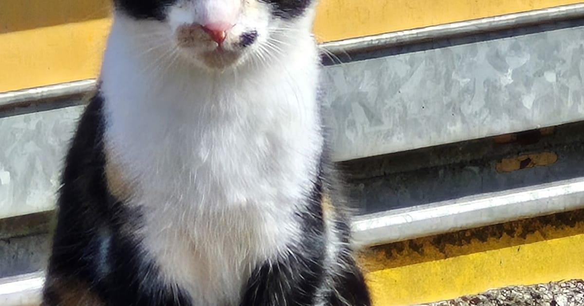 Heb jij Vlekkie gezien? Dit huisdier wordt in Zundert vermist