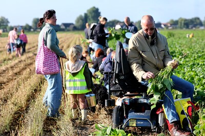 In zijn scootmobiel helpt Huib (62) een boer met het plukken van 100 ton bonen: ‘Ga aardig wat invriezen’