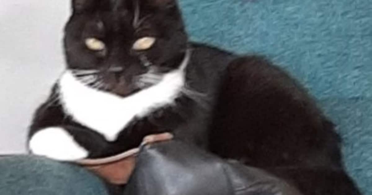 Heb jij Onyx gezien? Dit huisdier wordt in Waalwijk vermist