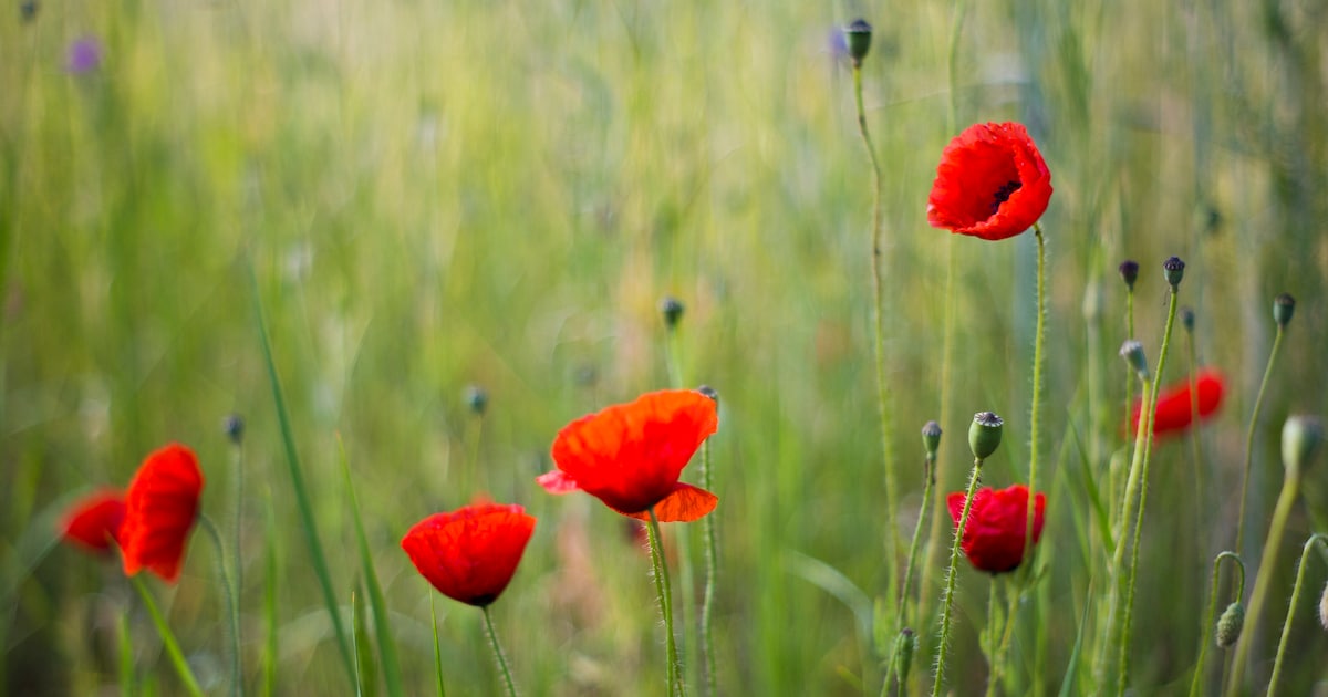 Bijeenkomsten Heemtuin Rucphen over gebruik van kruiden