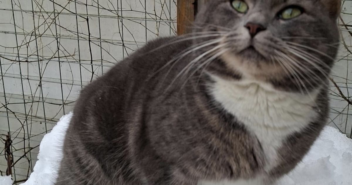 Heb jij Kruimel gezien? Dit huisdier wordt in Halderberge vermist