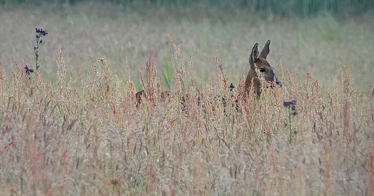 IVN zoekt met gezinnen naar diersporen in Boswachterij Dorst