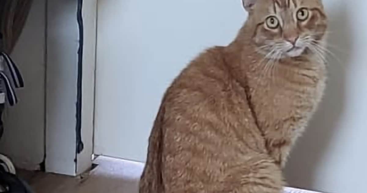 Heb jij Klaasje of Lala gezien? Deze twee huisdieren worden in Woensdrecht vermist