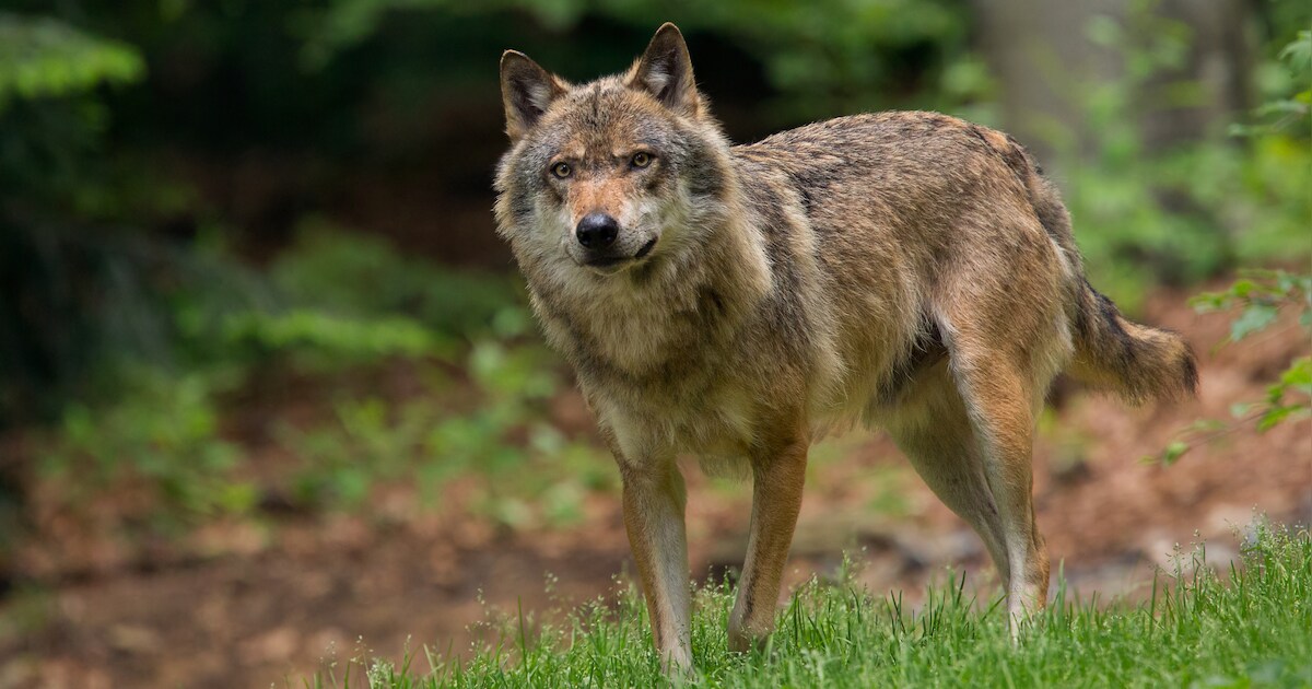 Zeven schapen dood in Nieuw-Vossemeer, boer verdenkt wolf: ‘Buik lag open’