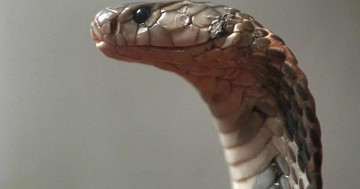 Ontsnapte cobra verstopt zich in wasmachine