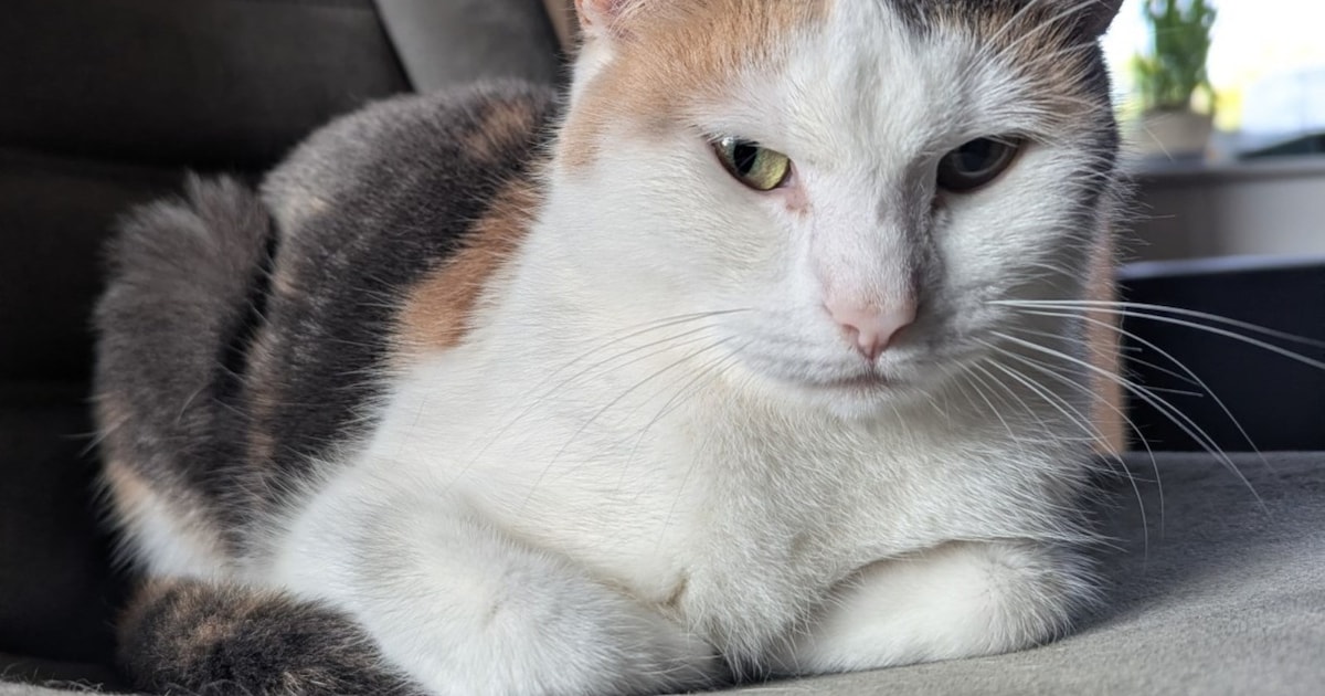 Heb jij Belle of Echo gezien? Deze twee huisdieren worden in Etten-Leur vermist