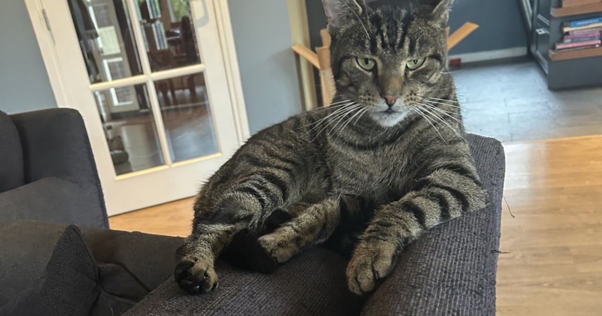 Heb jij Saartje gezien? Dit huisdier wordt in Rucphen vermist