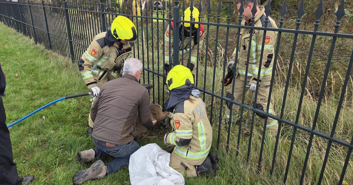 Brandweer redt jonge ree uit hekwerk in Burgh-Haamstede