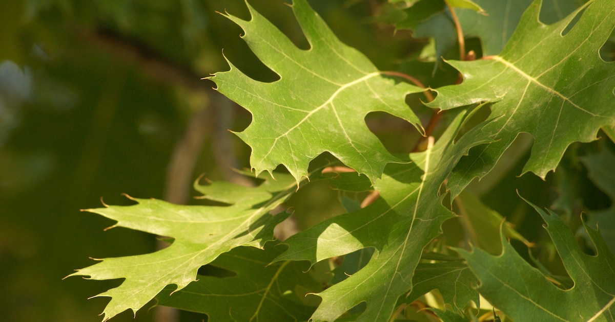 Gratis boompjes ophalen in Tholen