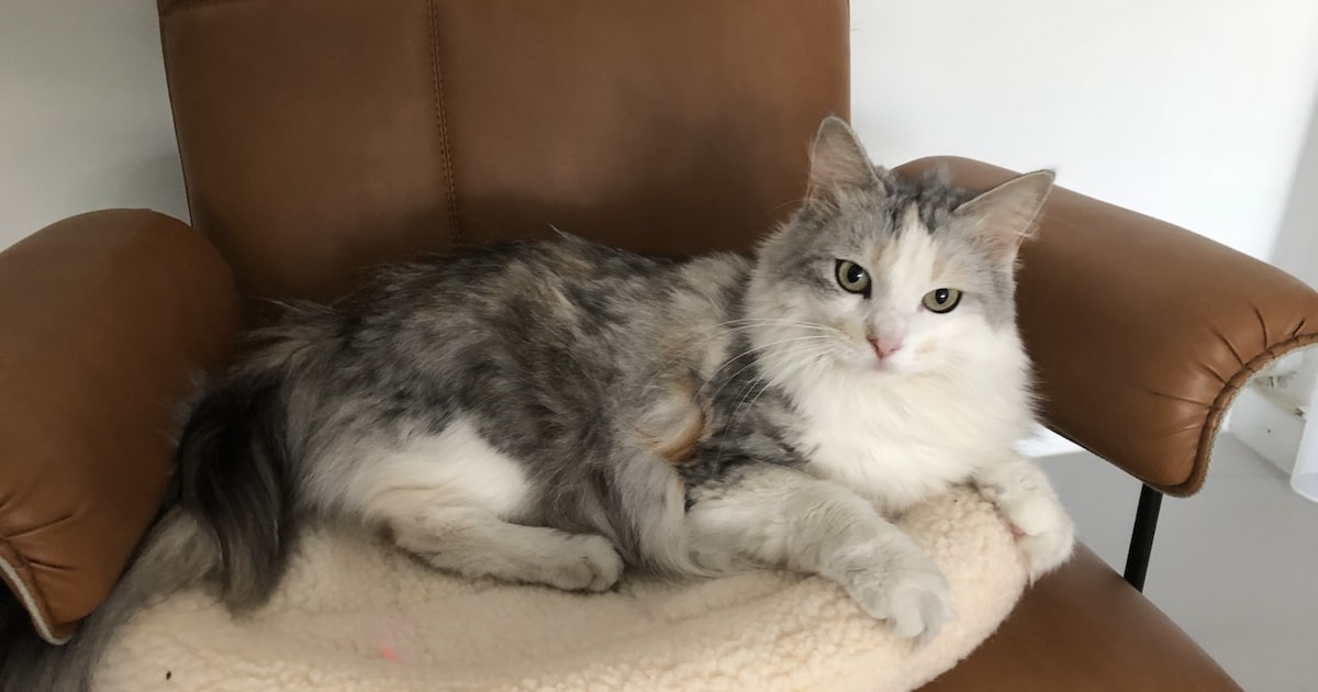 Heb jij Saar of Bibi gezien? Deze twee huisdieren worden in Etten-Leur vermist