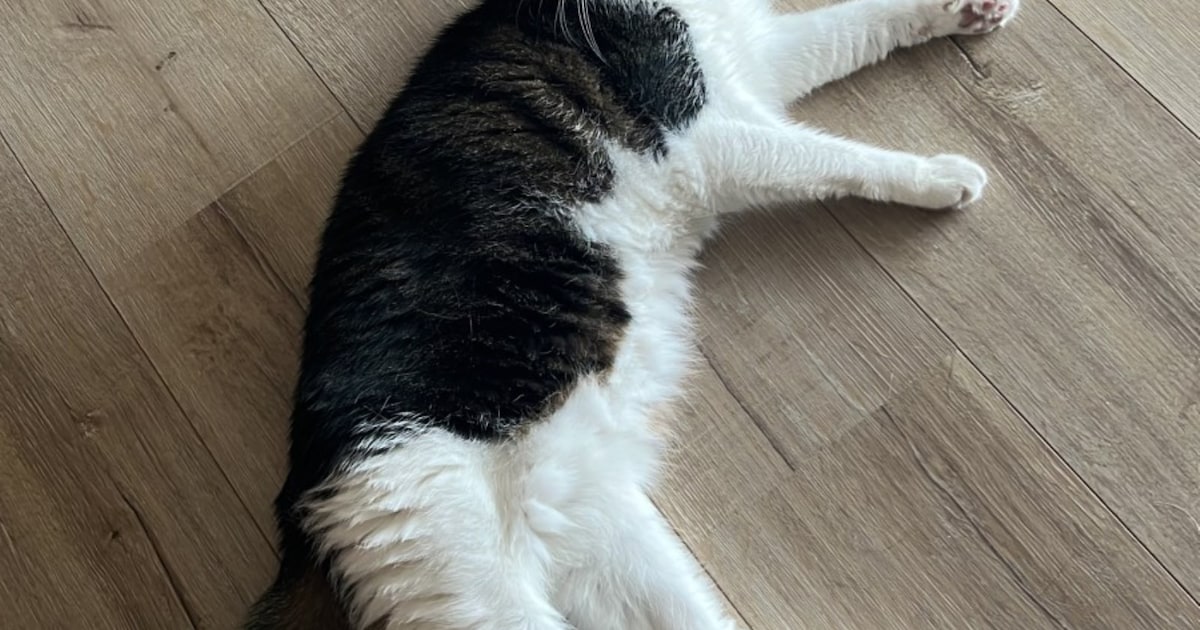 Heb jij Sam of Snoepie gezien? Deze twee huisdieren worden in Woensdrecht vermist