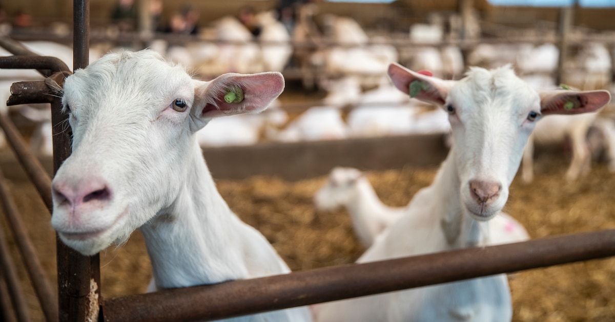 Zeeland wil bouw van woningen bij geitenstallen voorkomen, linkse oppositie wil geitenstop
