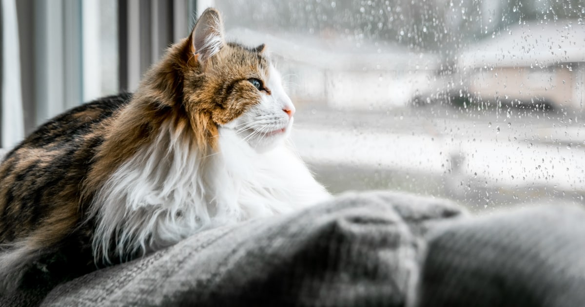 Regenbui, maar ook opklaringen in Gilze en Rijen in de nacht