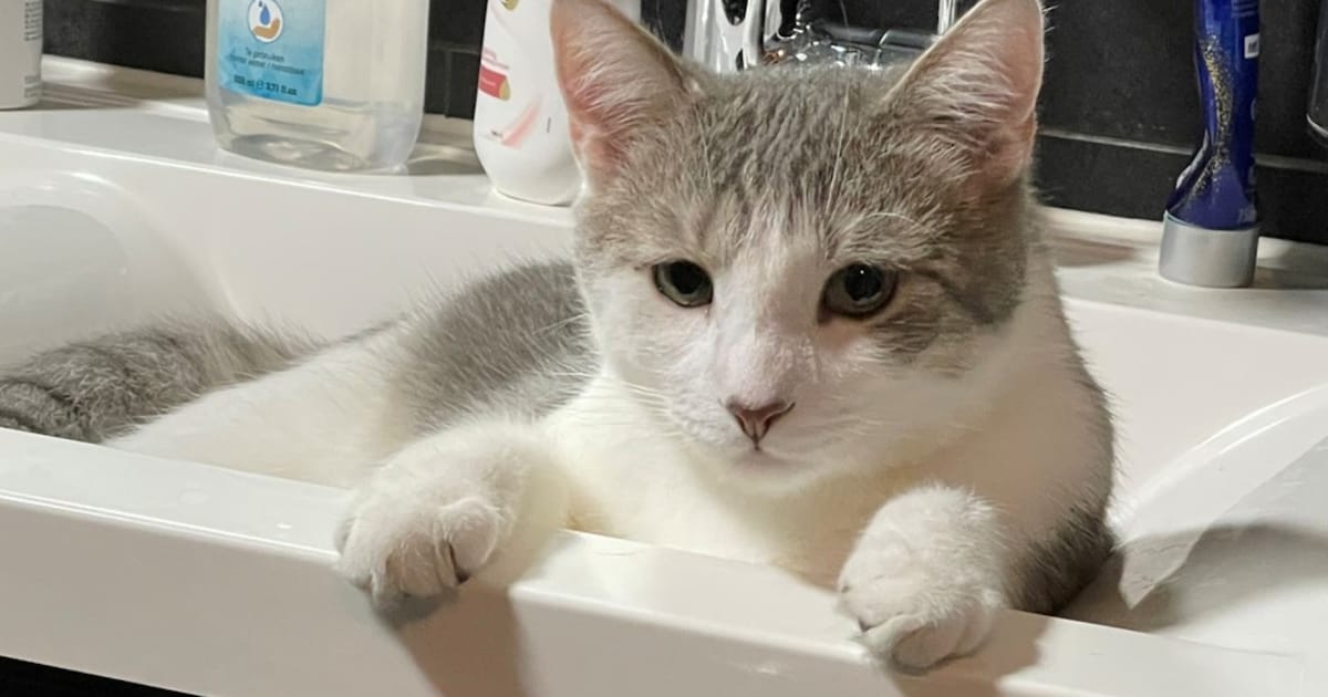 Heb jij Toto gezien? Dit huisdier wordt in Roosendaal vermist