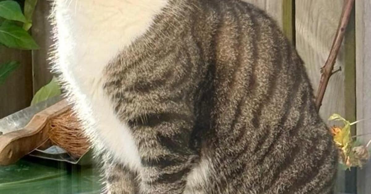 Heb jij Tijger of Beau gezien? Deze twee huisdieren worden in Waalwijk vermist
