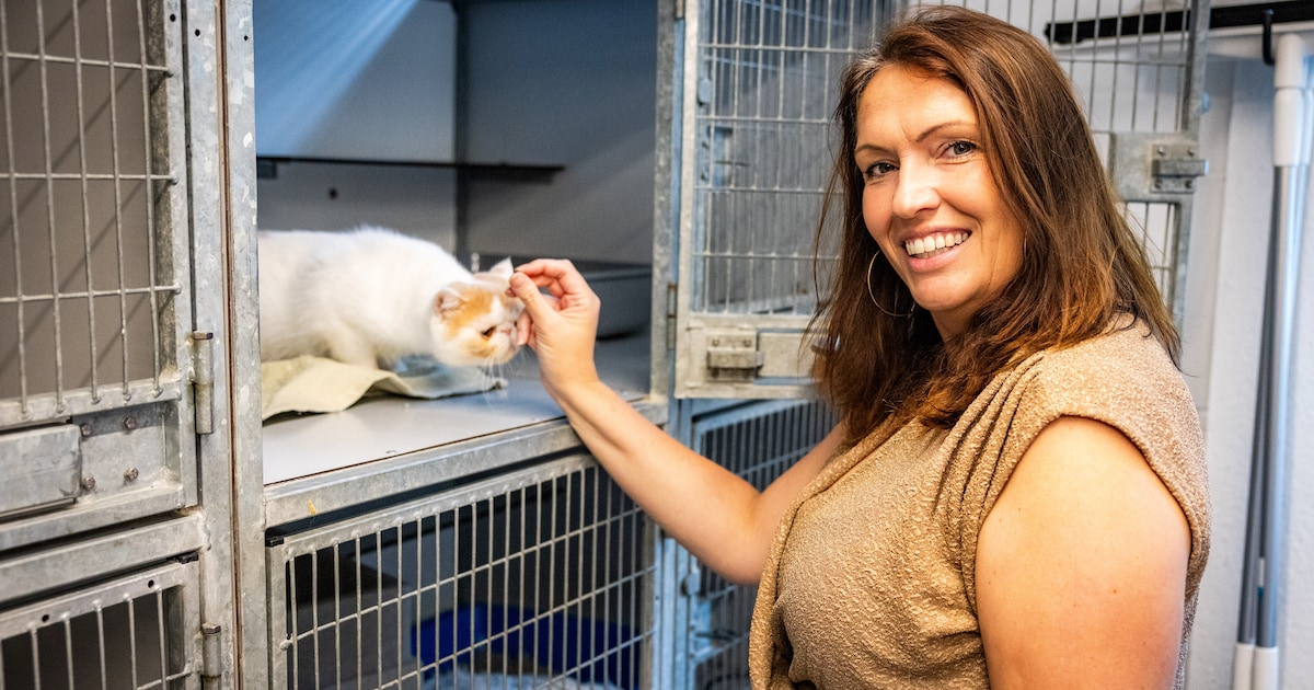 Asiel overspoeld met positiviteit na opvang elf sterk verwaarloosde katten: ‘Katje met één oog is ju