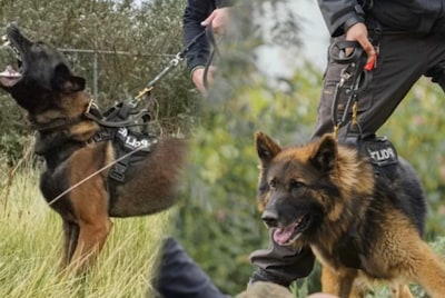 Politiehond Moos leidt agenten naar inbrekers in Heerle