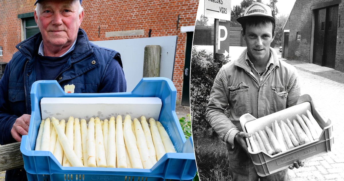 Na 125 jaar geen asperges meer bij Van Tiggelen: ‘We stoppen met ’t witte goud’