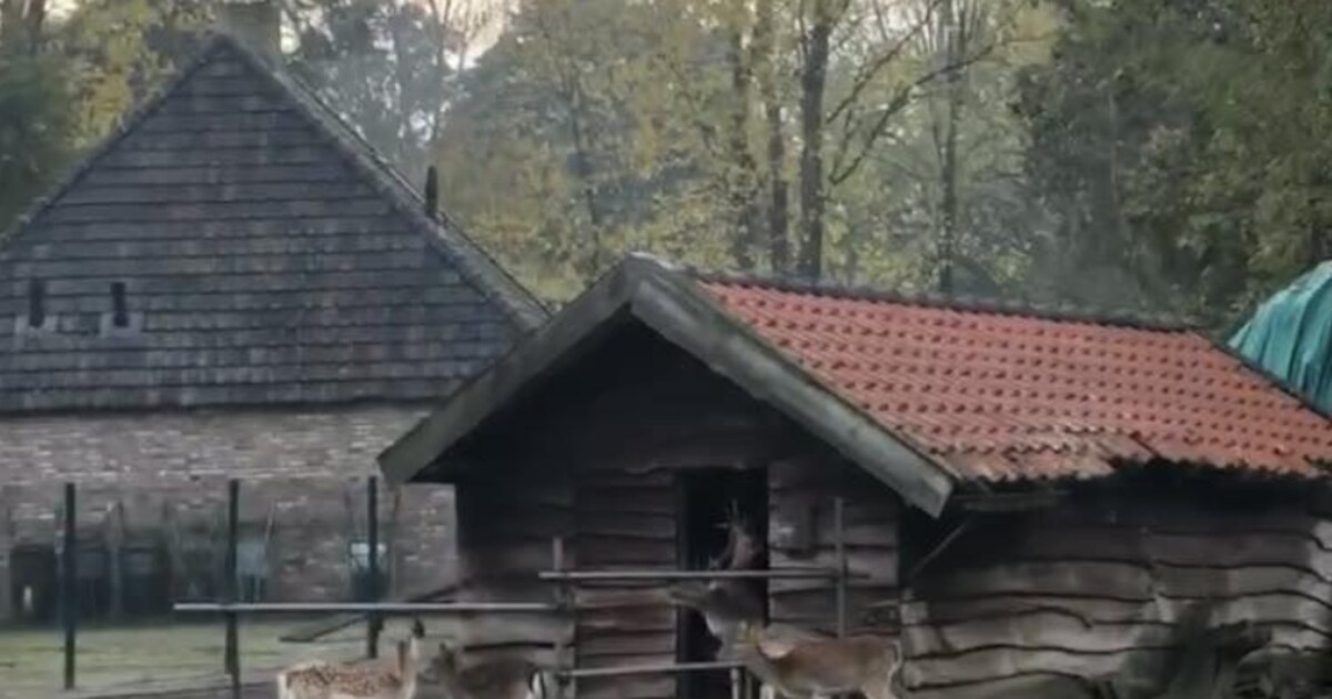 Kinderboerderij Valkenswaard krijgt z’n gedroomde nieuwe veldschuur: ‘Geen luxe, maar pure noodzaak!