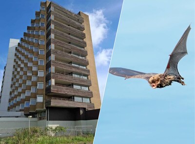 Experts: massaverblijfplaats in De Marckenburgh cruciaal voor vleermuizen in de regio