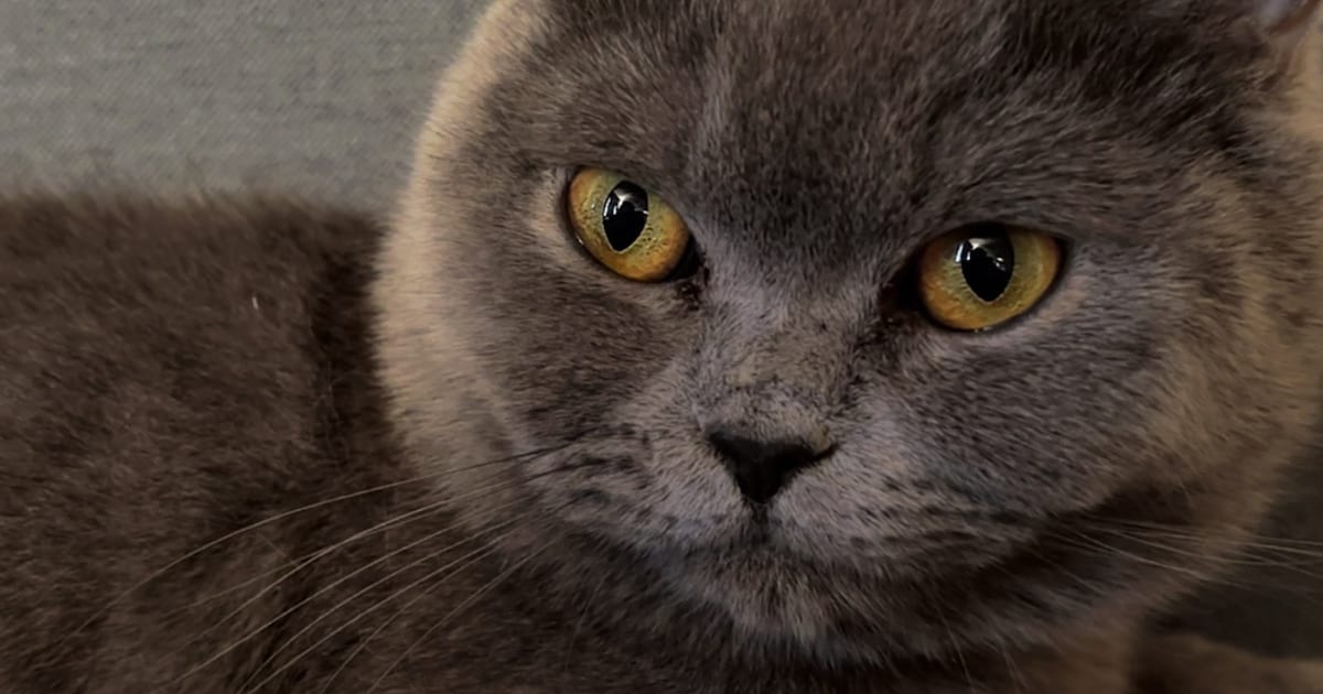 Heb jij Mila / Millie gezien? Dit huisdier wordt in Halderberge vermist