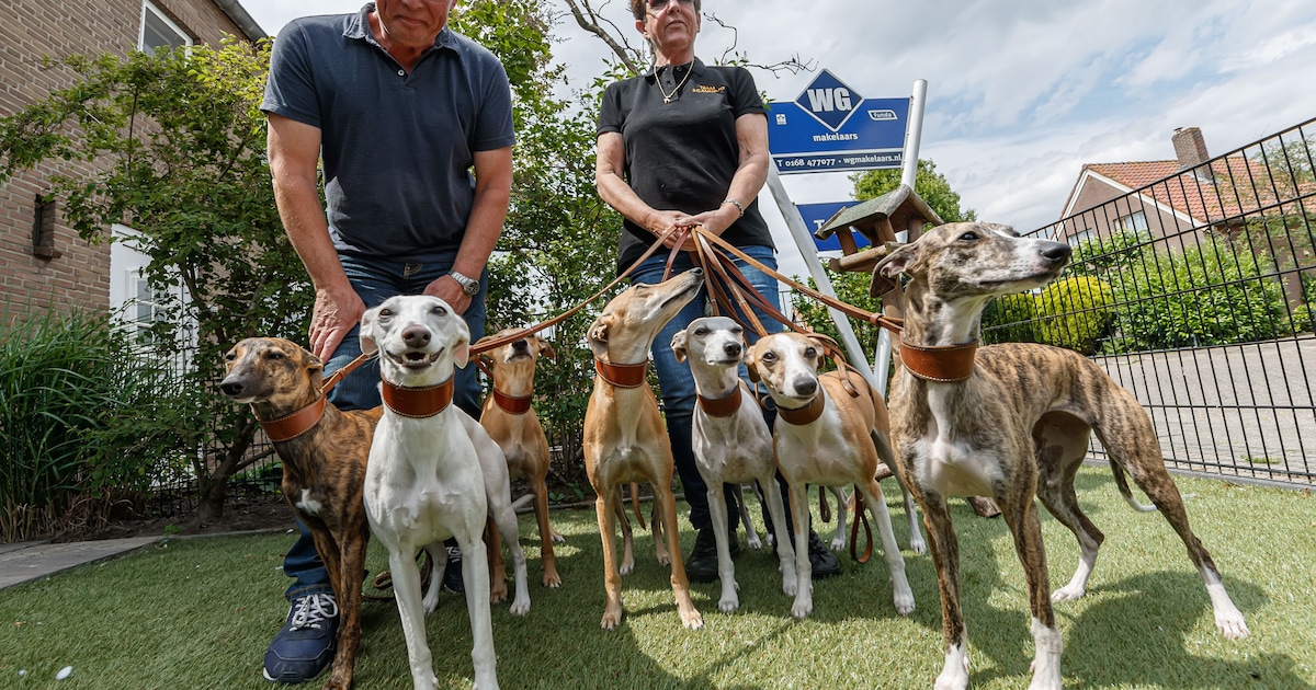 De whippets van dit Fijnaartse echtpaar rennen 50 km/u op het EK ...