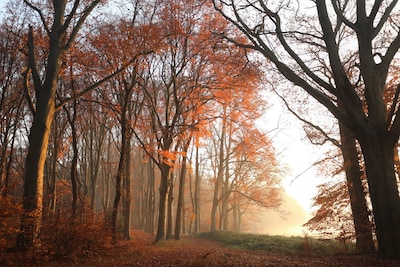 Na meerdere meldingen staat boswachter Erik oog in oog met naakte hardloper