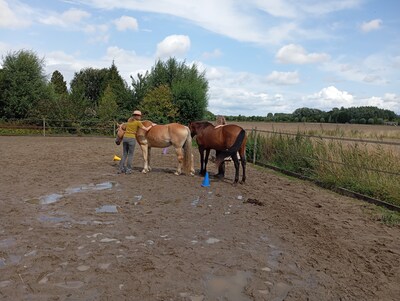 Tweede inspiratiedag voor schrijven in Maasdam met paarden