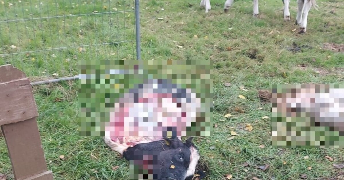 Dierenhouder doet lugubere ontdekking: is een van zijn drie koeien doodgebeten door een wolf?